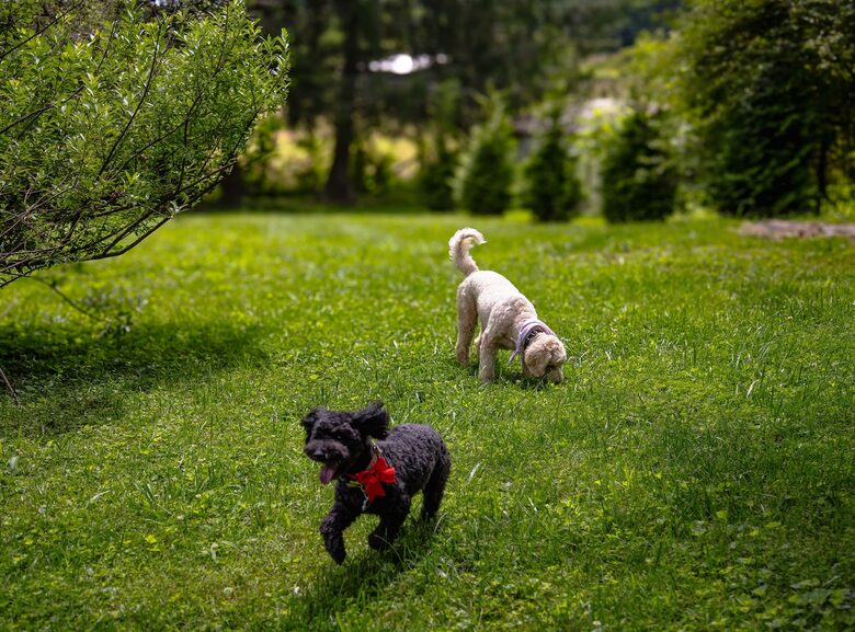 Cozy Mountain Cottage Between Asheville & Brevard - Mills River, North Carolina