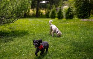 Cozy Mountain Cottage Between Asheville & Brevard - Mills River, North Carolina