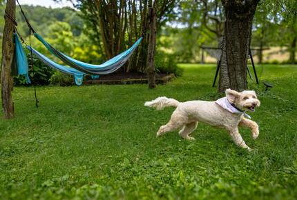 Cozy Mountain Cottage Between Asheville & Brevard - Mills River, North Carolina