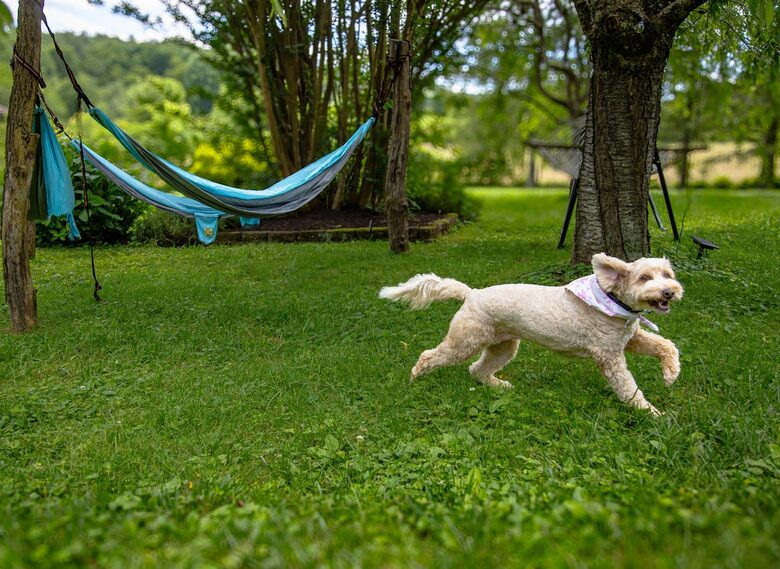 Cozy Mountain Cottage Between Asheville & Brevard - Mills River, North Carolina