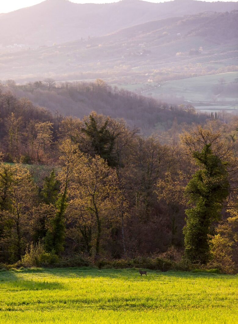 East Face Apartment in a Historic Farmhouse - Castiglione del Lago, Italy
