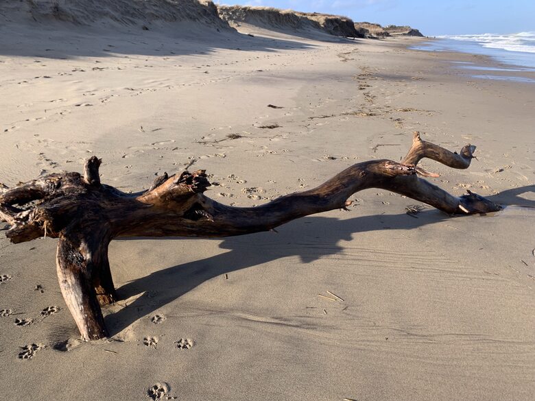2 Miles to Coast Guard Beach on Ocean