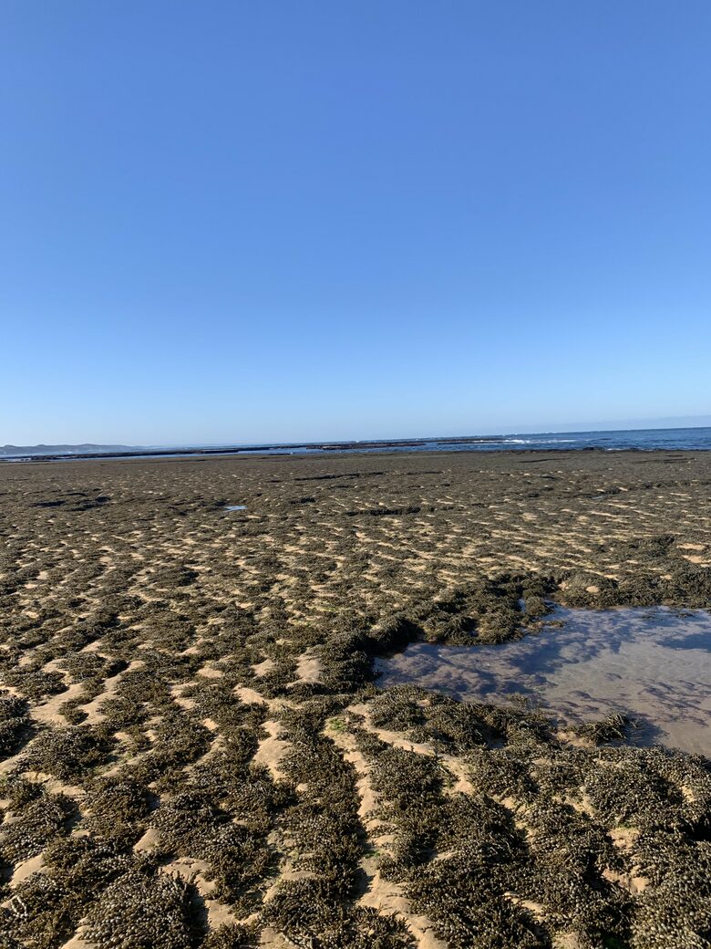 Elegant Oceanview Retreat Surrounded by Nature - Point Lonsdale, Australia