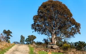 Bullio - Australian Farm Experience - Sydney, Australia