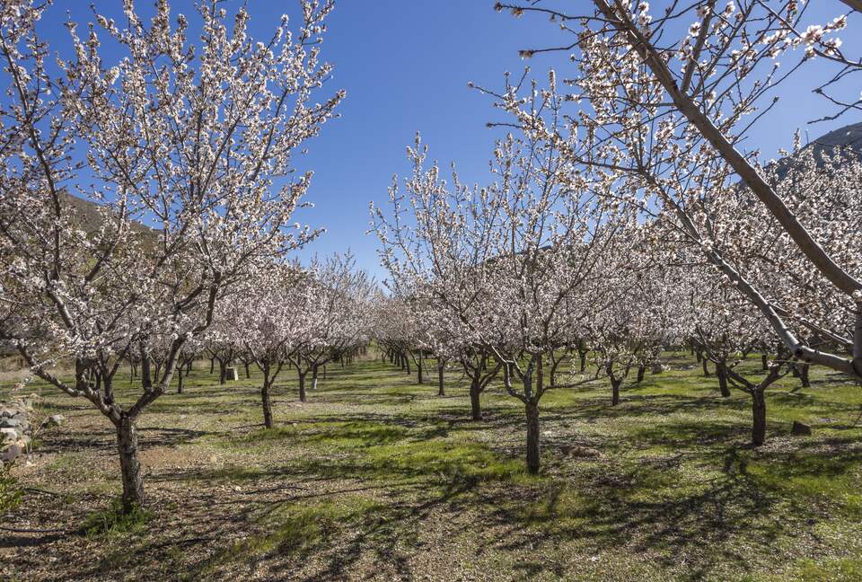 Elegant Countryside Haven in Hacienda Frutillar y Tambillo - Petorca, Chile