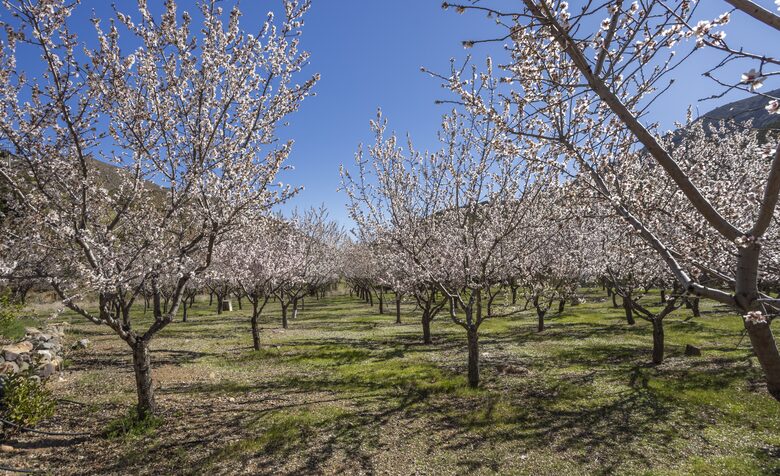 Elegant Countryside Haven in Hacienda Frutillar y Tambillo - Petorca, Chile