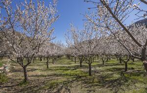 Elegant Countryside Haven in Hacienda Frutillar y Tambillo - Petorca, Chile