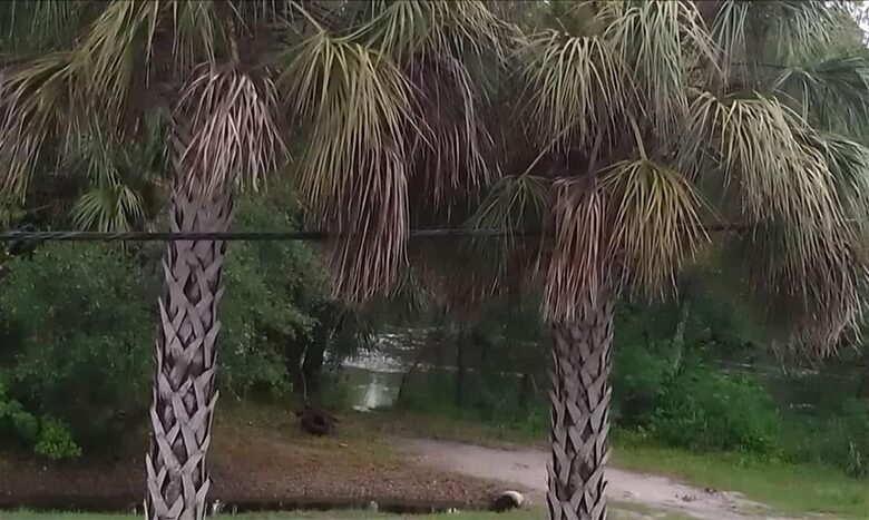 Charming Two-Story Treehouse Near Tampa Bay & Clearwater Beaches - Tampa, Florida