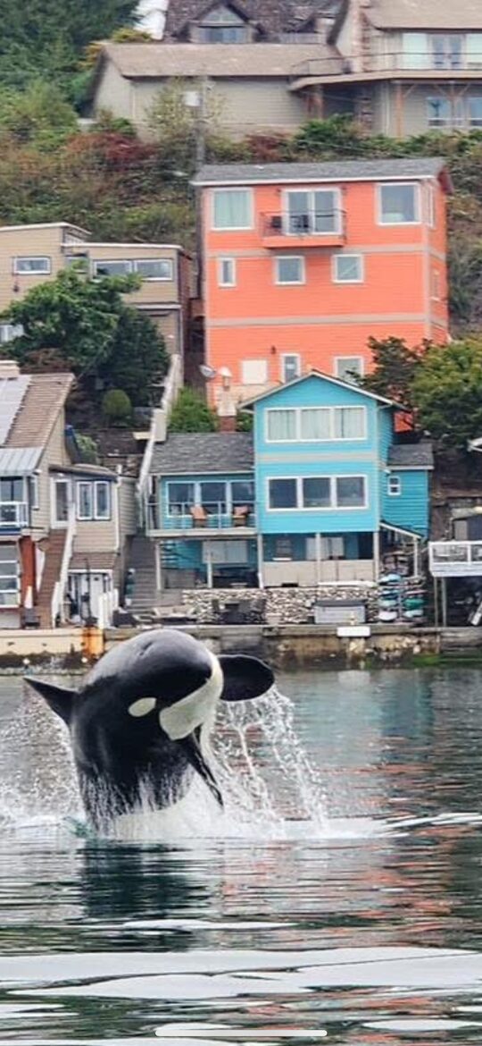 Not AI! We had a super pod of orcas with over 50 orcas