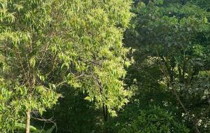 Pura Vida Hideaway - Punta Mala Arriba, Costa Rica