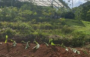 Pura Vida Hideaway - Punta Mala Arriba, Costa Rica