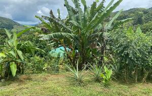Pura Vida Hideaway - Punta Mala Arriba, Costa Rica