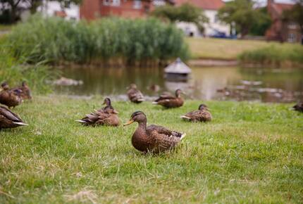 Graceful Georgian Farmhouse Overlooking the Village Green - Askham Richard, York, United Kingdom