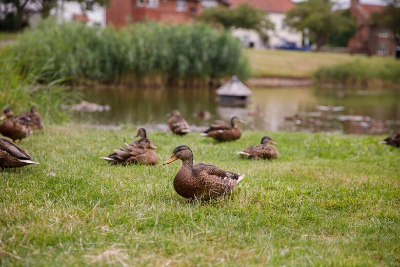 Graceful Georgian Farmhouse Overlooking the Village Green - Askham Richard, York, United Kingdom