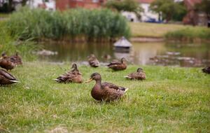 Graceful Georgian Farmhouse Overlooking the Village Green - Askham Richard, York, United Kingdom