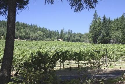 Howell Mountain Vineyard Retreat - Angwin, California