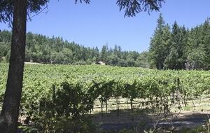 Howell Mountain Vineyard Retreat - Angwin, California