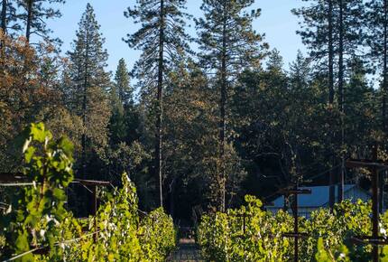 Howell Mountain Vineyard Retreat - Angwin, California