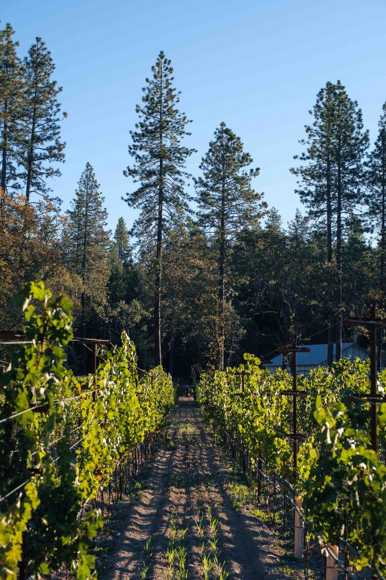 Howell Mountain Vineyard Retreat - Angwin, California