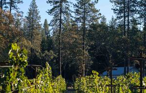 Howell Mountain Vineyard Retreat - Angwin, California