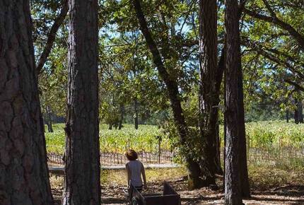 Howell Mountain Vineyard Retreat - Angwin, California