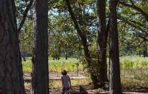 Howell Mountain Vineyard Retreat - Angwin, California