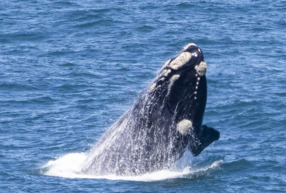 RROAR - Luxury Living on the Rocks - Herolds Bay, South Africa