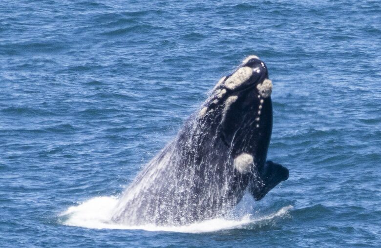 RROAR - Luxury Living on the Rocks - Herolds Bay, South Africa