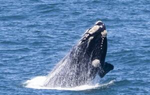 RROAR - Luxury Living on the Rocks - Herolds Bay, South Africa