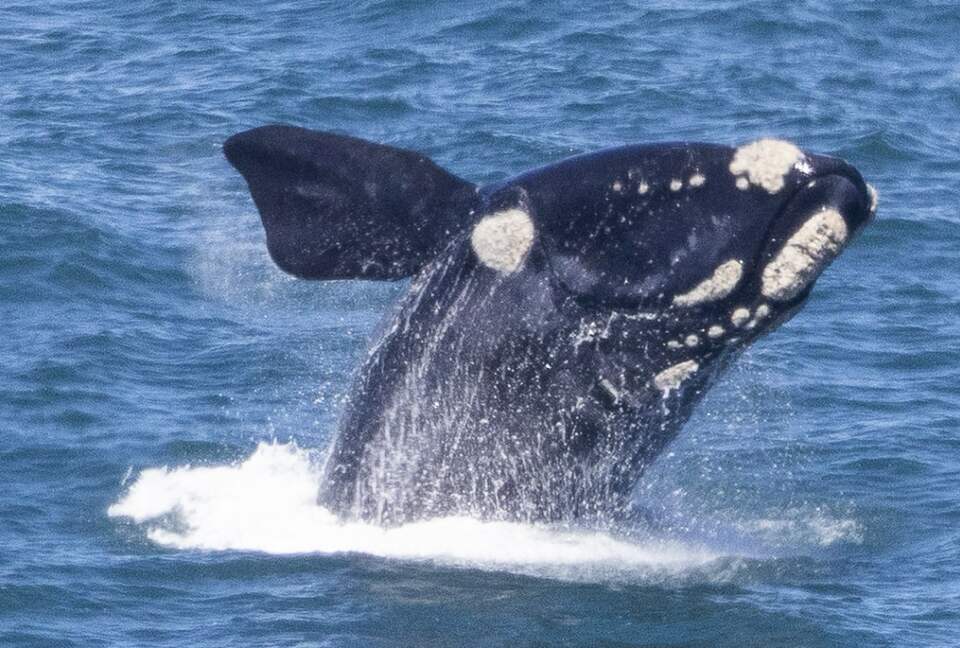 RROAR - Luxury Living on the Rocks - Herolds Bay, South Africa