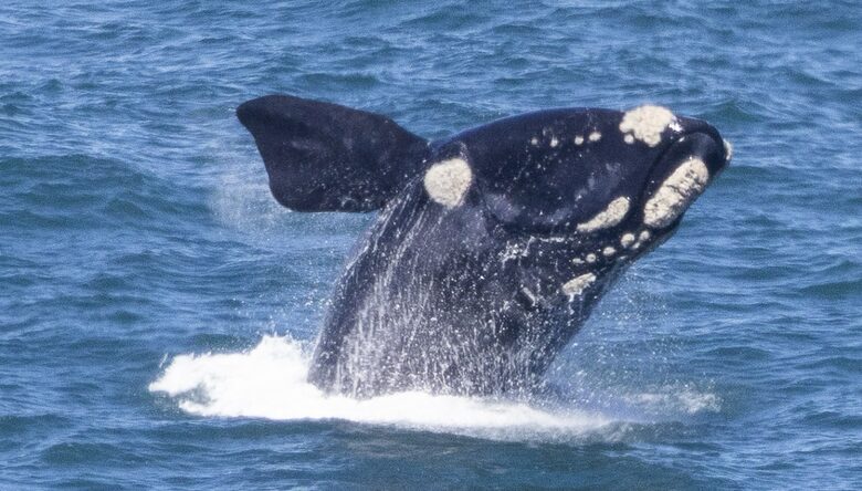 RROAR - Luxury Living on the Rocks - Herolds Bay, South Africa