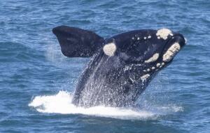 RROAR - Luxury Living on the Rocks - Herolds Bay, South Africa