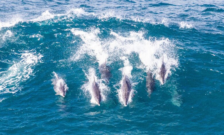 RROAR - Luxury Living on the Rocks - Herolds Bay, South Africa