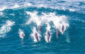 RROAR - Luxury Living on the Rocks - Herolds Bay, South Africa