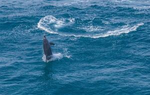 RROAR - Luxury Living on the Rocks - Herolds Bay, South Africa