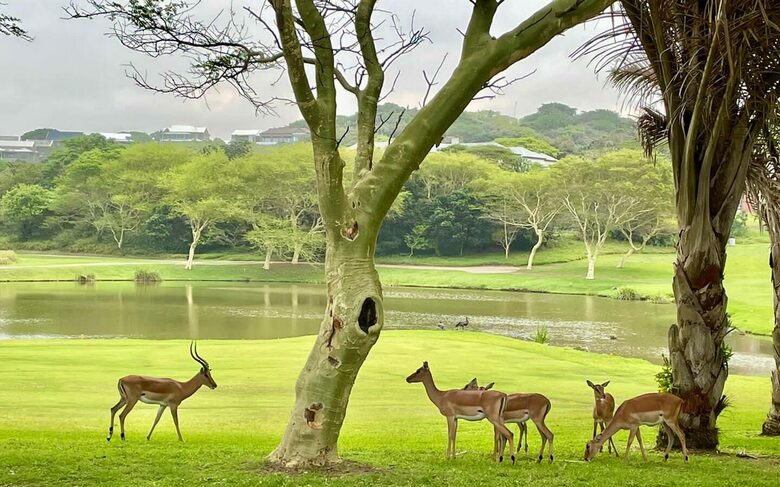 Oceanview Home at Prince’s Grant - Prince's Grant, South Africa