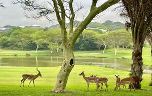Oceanview Home at Prince’s Grant - Prince's Grant, South Africa