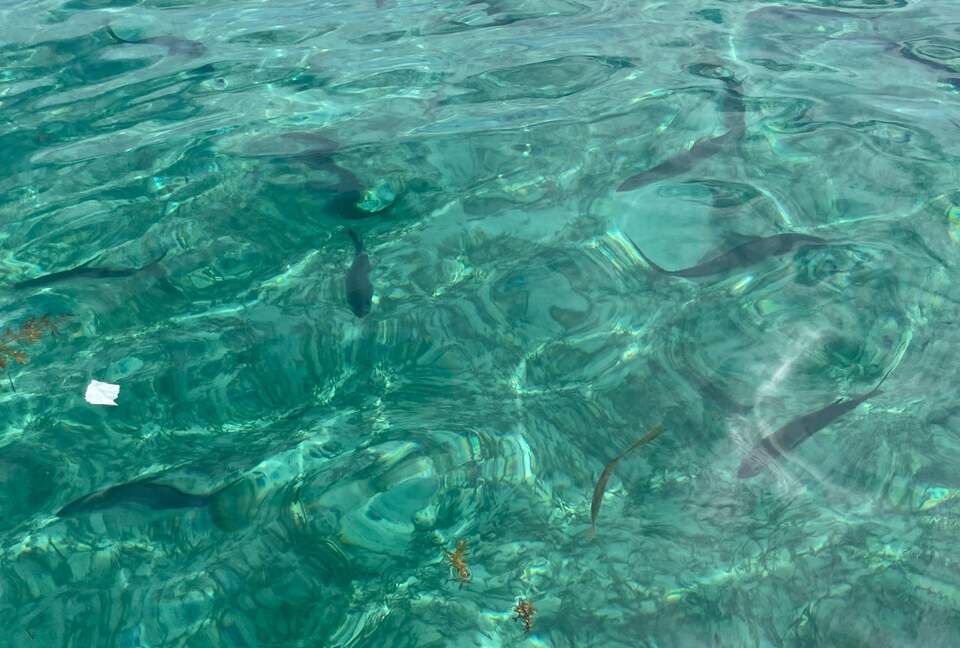 Pelican Reef Villas | Easygoing Beachfront Living on Ambergris Caye - Calle San Pedro, Belize