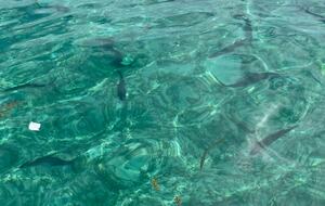 Pelican Reef Villas | Easygoing Beachfront Living on Ambergris Caye - Calle San Pedro, Belize