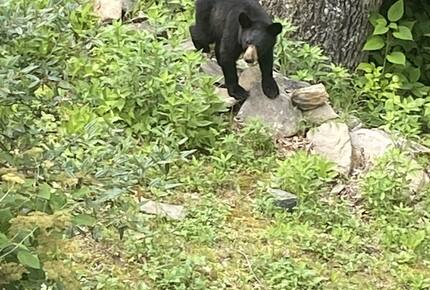 Bears like the nuts on our property.