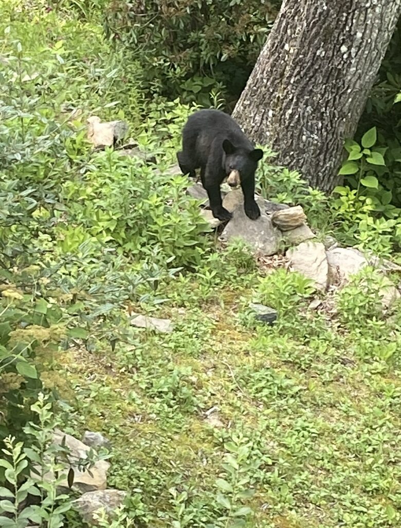 Bears like the nuts on our property.
