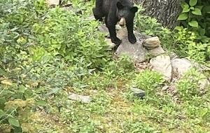 Bears like the nuts on our property.