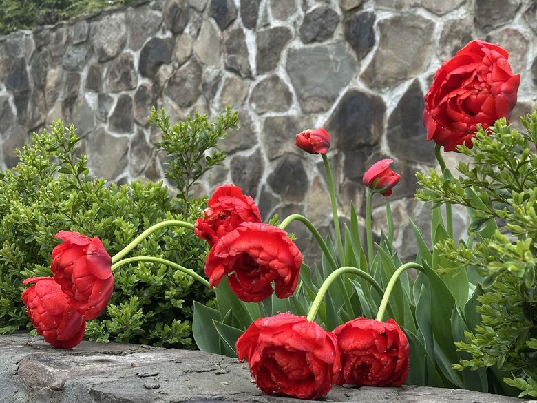 Easter's First Blooms at the Estate and Late April Exclusive Tulip Extravaganza - Woodstock, New York