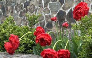 Easter's First Blooms at the Estate and Late April Exclusive Tulip Extravaganza - Woodstock, New York