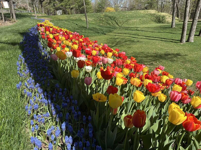 Easter's First Blooms at the Estate and Late April Exclusive Tulip Extravaganza - Woodstock, New York
