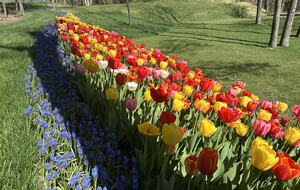 Easter's First Blooms at the Estate and Late April Exclusive Tulip Extravaganza - Woodstock, New York