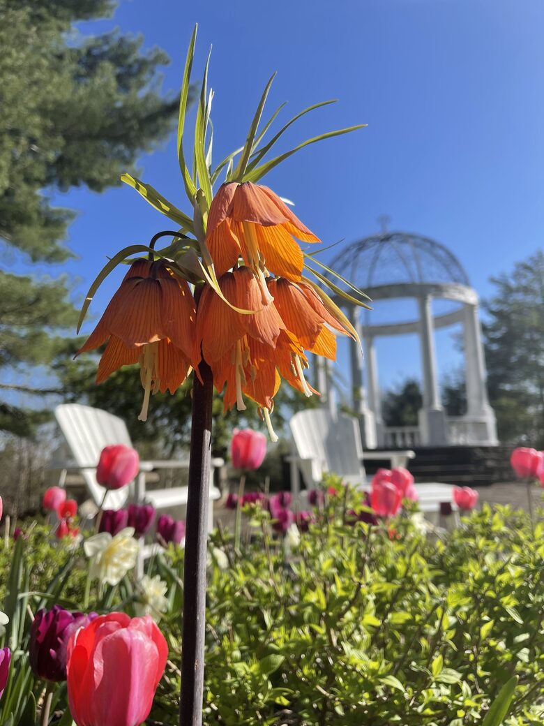 Easter's First Blooms at the Estate and Late April Exclusive Tulip Extravaganza - Woodstock, New York