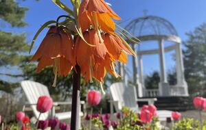 Easter's First Blooms at the Estate and Late April Exclusive Tulip Extravaganza - Woodstock, New York