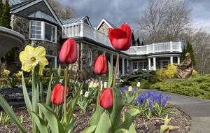 Easter's First Blooms at the Estate and Late April Exclusive Tulip Extravaganza - Woodstock, New York