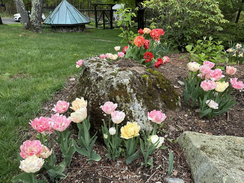 Easter's First Blooms at the Estate and Late April Exclusive Tulip Extravaganza - Woodstock, New York